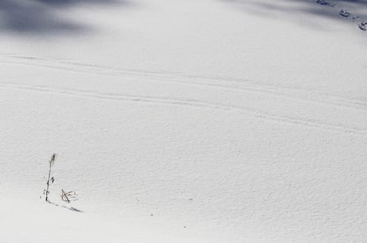 snowy crust, white background