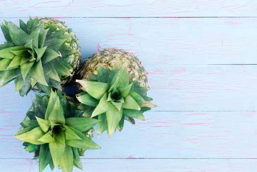 Three fresh pineapples viewed from the top looking down on the whorled pattern of the fresh green leaves on a blue wooden table with copy space