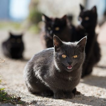 Group of angry cats sitting and looking at camera