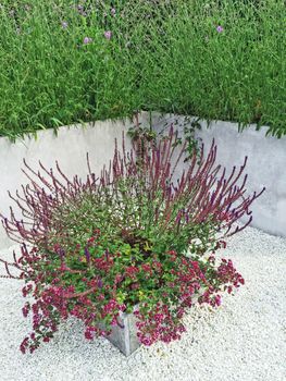 Flowerbed with purple flowers decorating contemporary garden.