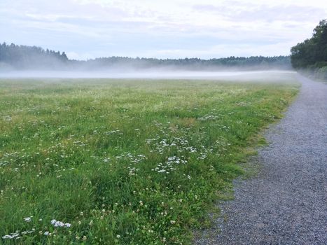 Misty green meadow with blooming wild flowers. Scandinavian nature in summer.