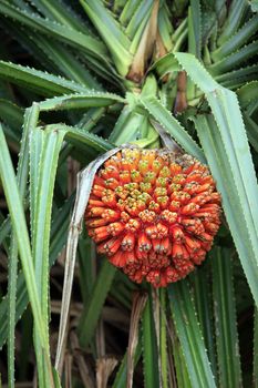 Hala fruit (Pandanus tectorius) in a tree