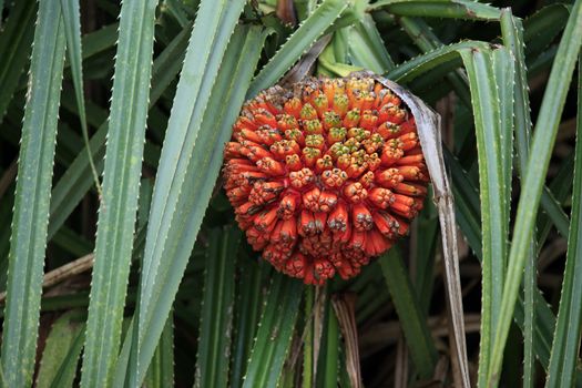 Hala fruit (Pandanus tectorius) in a tree