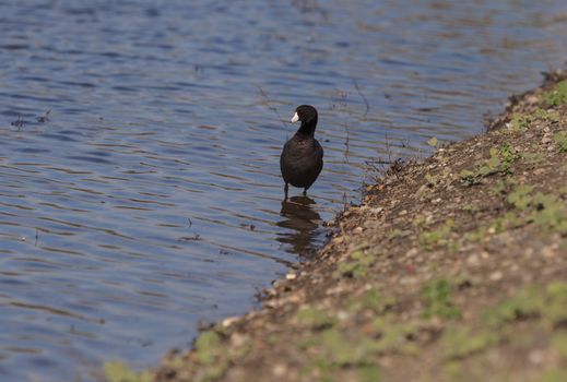 American Coot Duck, Fulica americana, at the side of a pond in summer in an Irvine, California, United States bird sanctuary