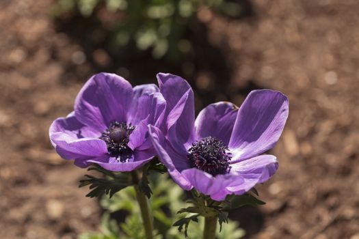 Deep purple flower ‘Mona Lisa Wine’ Anemone coronaria blooms in a botanical garden in winter in Los Angeles, California, United States. It is native to the Mediterranean and is also called the poppy anemone.