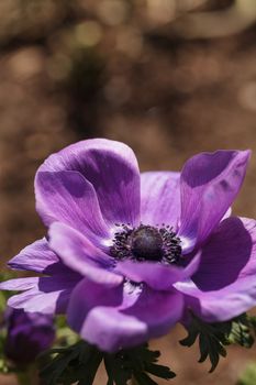 Deep purple flower ‘Mona Lisa Wine’ Anemone coronaria blooms in a botanical garden in winter in Los Angeles, California, United States. It is native to the Mediterranean and is also called the poppy anemone.