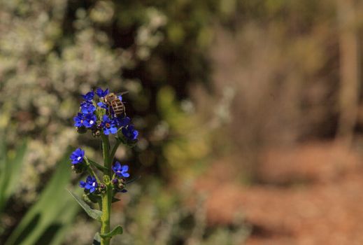 Honeybee, Hylaeus, gathers pollen from small purple flowers in spring in Los Angeles, California, United States.