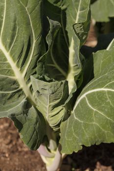 Beira Kale, Brassica oleracea, grows in an organic vegetable garden on a farm in Los Angeles, California, United States.