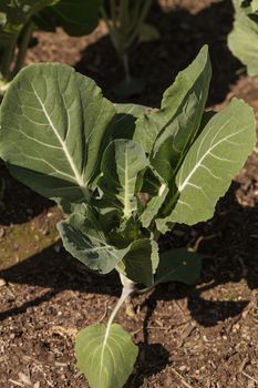 Beira Kale, Brassica oleracea, grows in an organic vegetable garden on a farm in Los Angeles, California, United States.