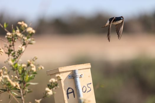 Blue Tree swallow bird, Tachycineta bicolor, flies over the San Joaquin wildlife sanctuary, Southern California, United States