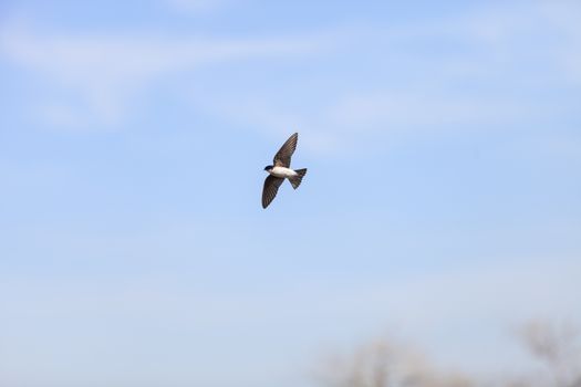 Blue Tree swallow bird, Tachycineta bicolor, flies over the San Joaquin wildlife sanctuary, Southern California, United States