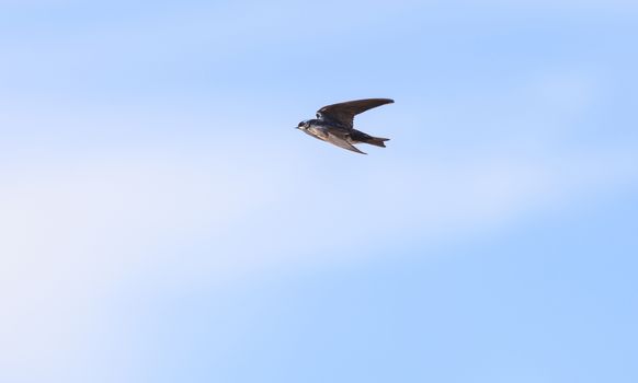 Blue Tree swallow bird, Tachycineta bicolor, flies over the San Joaquin wildlife sanctuary, Southern California, United States