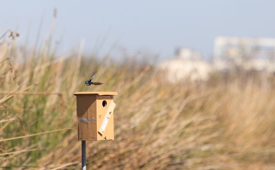 Blue Tree swallow bird, Tachycineta bicolor, flies over a nesting box in San Joaquin wildlife sanctuary, Southern California, United States