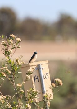 Blue Tree swallow bird, Tachycineta bicolor, sits on a nesting box in San Joaquin wildlife sanctuary, Southern California, United States