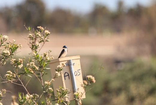 Blue Tree swallow bird, Tachycineta bicolor, sits on a nesting box in San Joaquin wildlife sanctuary, Southern California, United States