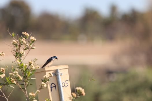 Blue Tree swallow bird, Tachycineta bicolor, sits on a nesting box in San Joaquin wildlife sanctuary, Southern California, United States