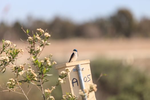 Blue Tree swallow bird, Tachycineta bicolor, sits on a nesting box in San Joaquin wildlife sanctuary, Southern California, United States