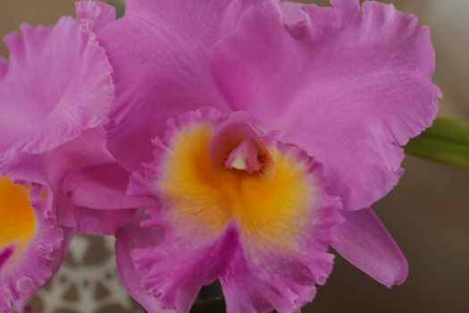 Cattleya orchid flower blooms in summer in Hawaii in a botanical garden