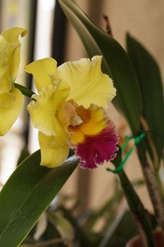 Cattleya orchid flower blooms in summer in Hawaii in a botanical garden