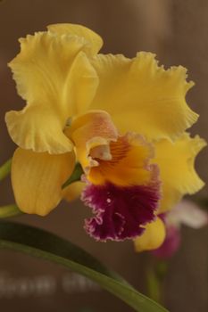 Cattleya orchid flower blooms in summer in Hawaii in a botanical garden