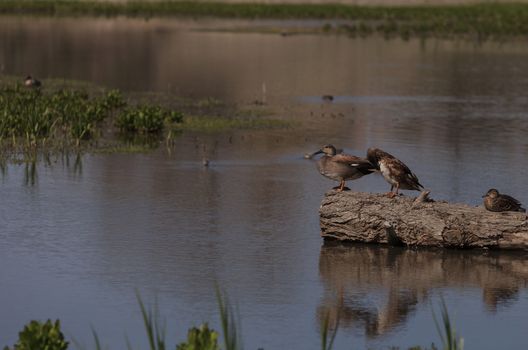 Cinnamon teal duck, Anas cyanoptera, at the San Joaquin bird wildlife reserve marsh in Irvine, California, United States.