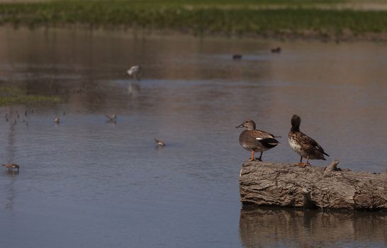 Cinnamon teal duck, Anas cyanoptera, at the San Joaquin bird wildlife reserve marsh in Irvine, California, United States.