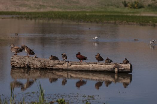 Cinnamon teal duck, Anas cyanoptera, at the San Joaquin bird wildlife reserve marsh in Irvine, California, United States.