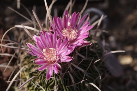 White, pink and yellow cactus flower, Stenocactus crispatus, Echinofossulocactus blooms in a desert garden in Mexico