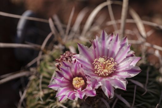 White, pink and yellow cactus flower, Stenocactus crispatus, Echinofossulocactus blooms in a desert garden in Mexico