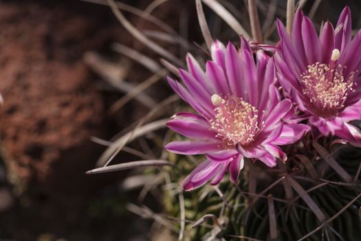 White, pink and yellow cactus flower, Stenocactus crispatus, Echinofossulocactus blooms in a desert garden in Mexico