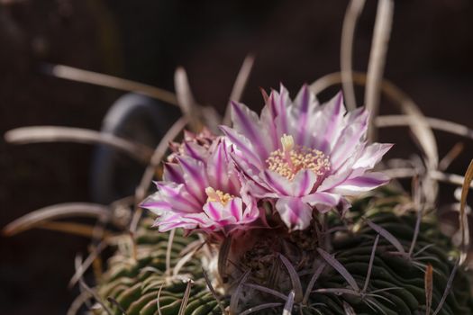 White, pink and yellow cactus flower, Stenocactus crispatus, Echinofossulocactus blooms in a desert garden in Mexico