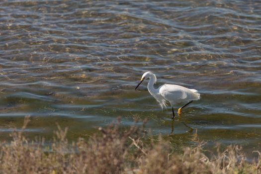 Snowy Egret, Egretta thula, bird forages in a marsh in Huntington Beach, Southern California, United States