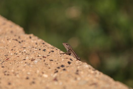 Brown common fence lizard, Sceloporus occidentalis, perches on a ledge with a green background.