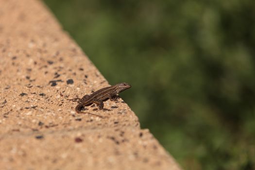 Brown common fence lizard, Sceloporus occidentalis, perches on a ledge with a green background.