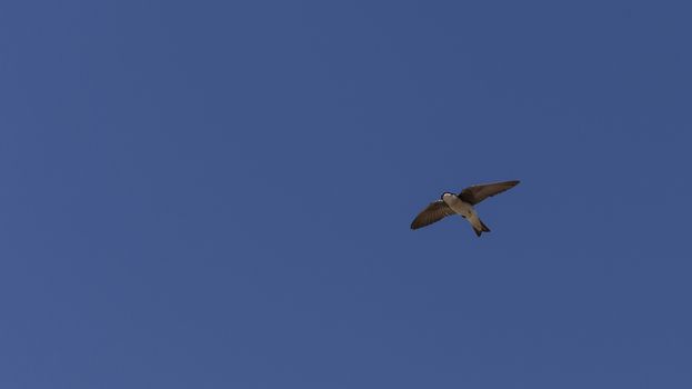 Blue Tree swallow bird, Tachycineta bicolor, flies over the San Joaquin wildlife sanctuary, Southern California, United States