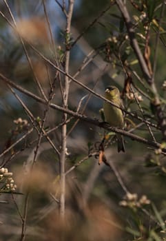 European greenfinch, Chloris chloris, perches in a bush at the San Joaquin wildlife reserve marsh in Irvine, California, United States.