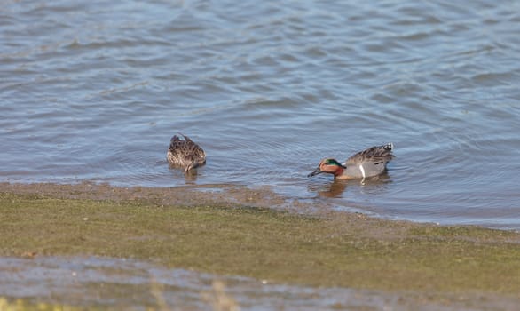 Green winged teal, Anas crecca, a waterfowl bird with a green stripe through its eye, swims in the marsh estuary of Upper Newport Bay in Newport Beach, California, United States