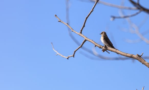 Grey female tree swallow birds, Tachycineta bicolor, perches on a branch at the San Joaquin wildlife sanctuary, Southern California, United States