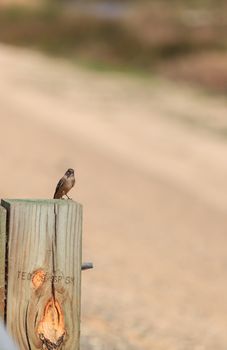 Grey female tree swallow birds, Tachycineta bicolor, perches on a post at the San Joaquin wildlife sanctuary, Southern California, United States