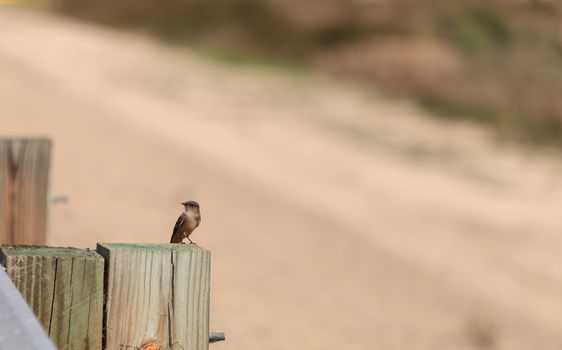 Grey female tree swallow birds, Tachycineta bicolor, perches on a post at the San Joaquin wildlife sanctuary, Southern California, United States