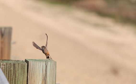 Grey female tree swallow birds, Tachycineta bicolor, perches on a post at the San Joaquin wildlife sanctuary, Southern California, United States