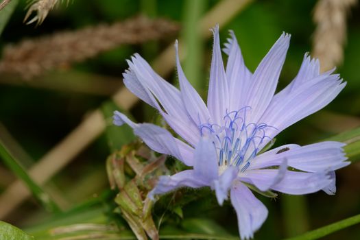 Blue flower with a blurred green background