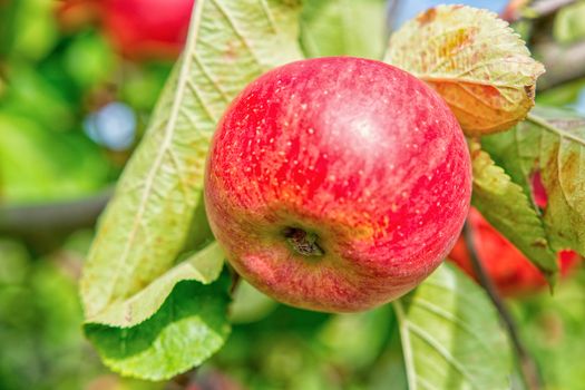 Beautiful red apple on a tree