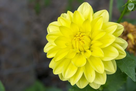 Nice flower with yellow blossom with blurred background.