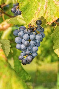 Matured grapes for good red wine