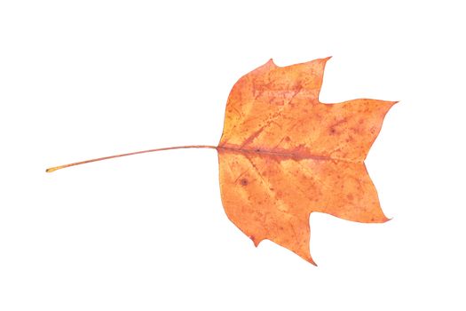 Colored leaf isolated on a white background