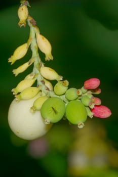Twig with green buds and pink flowers