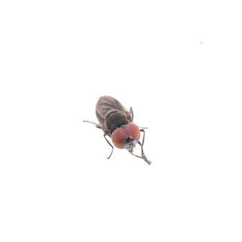 Black fly isolated on a white background