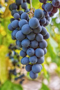 Matured grapes for good red wine