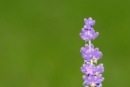Nice violet levander blossom on the blurred background